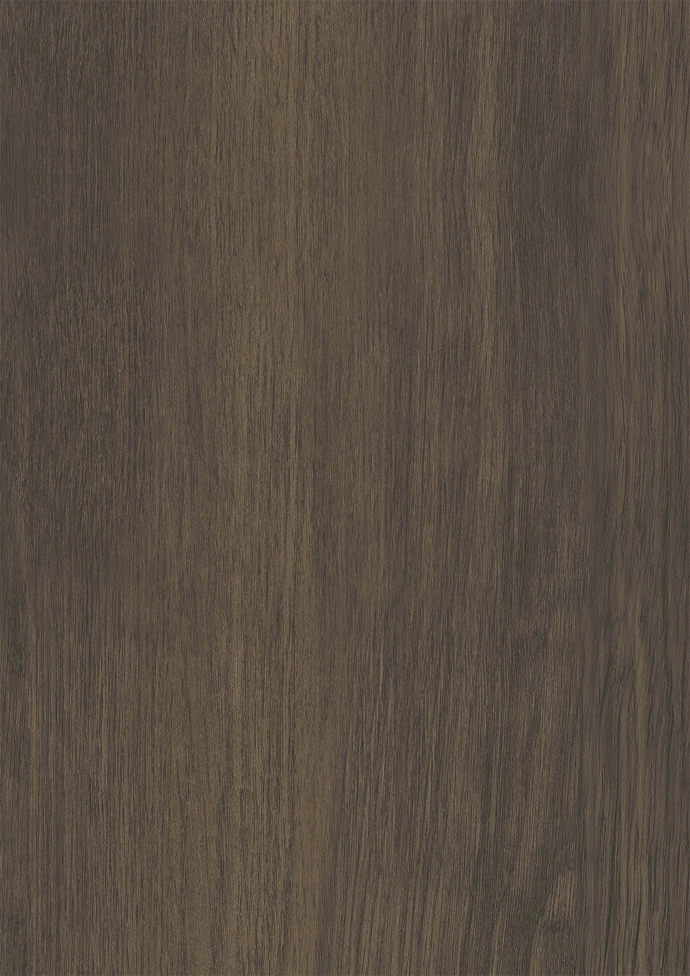RUSTER ELM